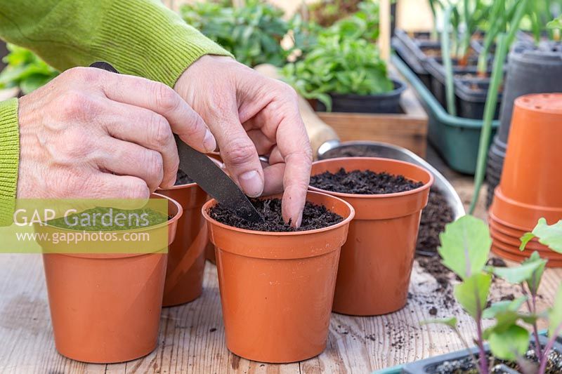 Woman using the end of a label for cover the seed with a thin layer of compost. 