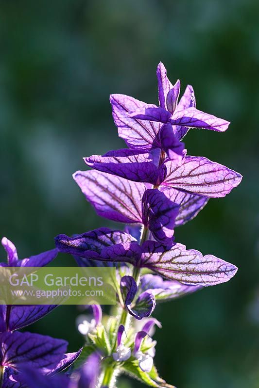 Salvia Viridis 'Oxford Blue'
