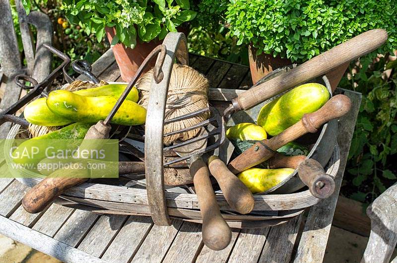 Cucumbers and garden tools in trug on the table	