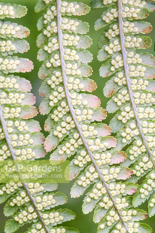 Sporangia on underside of fern leaf