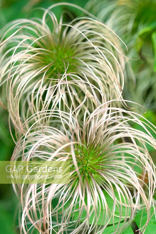 Clematis 'Blue Lagoon' Seed Heads