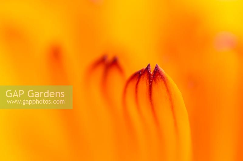 Calendula officinalis - Common Marigold 