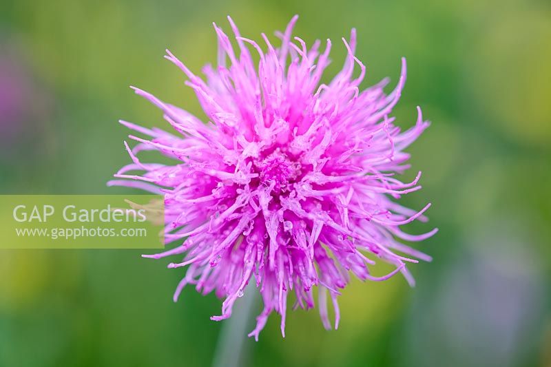 Cirsium dissectum - Meadow Thistle Flower