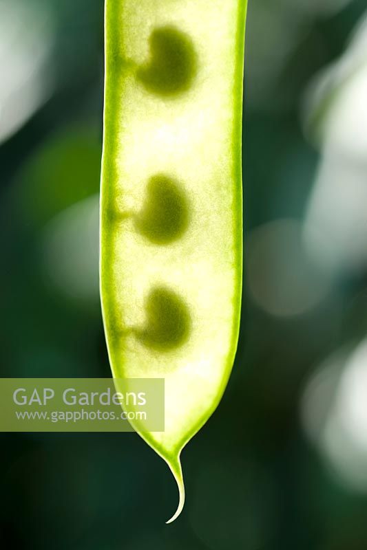 Piptanthus nepalensis - Nepal Laburnum seed pods
