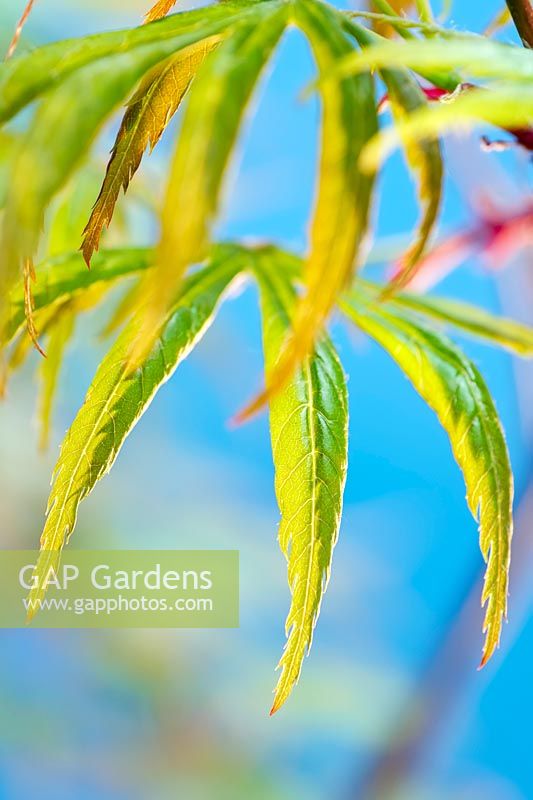 Acer palmatum 'Trompenburg' - Japanese maple 'Trompenburg'