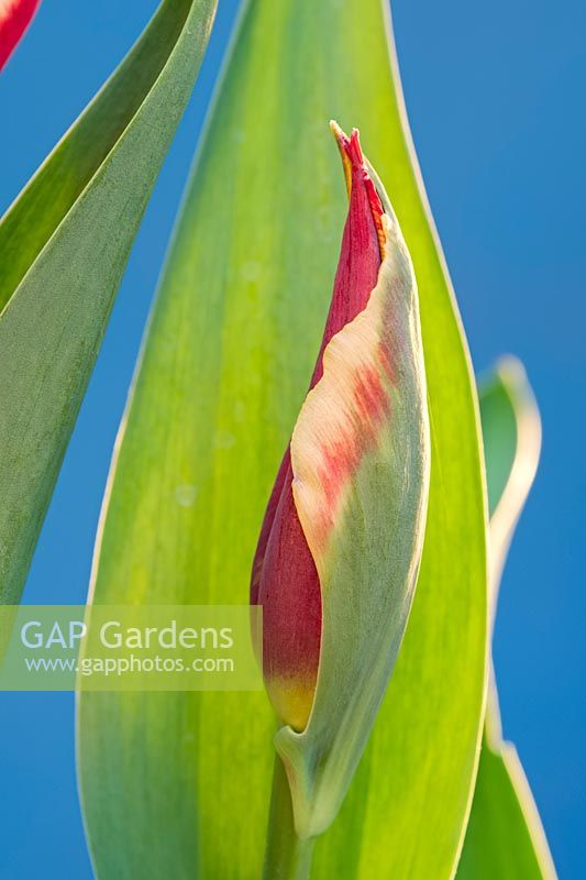 Tulipa 'Gavota' - Tulip 'Gavota'