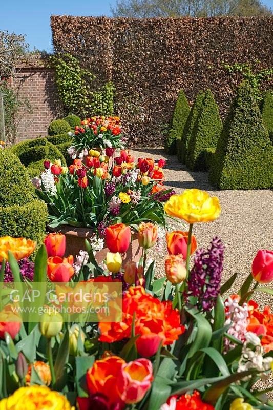 Tulips in large containers at Old vicarage gardens, East Ruston, Norfolk, UK. 