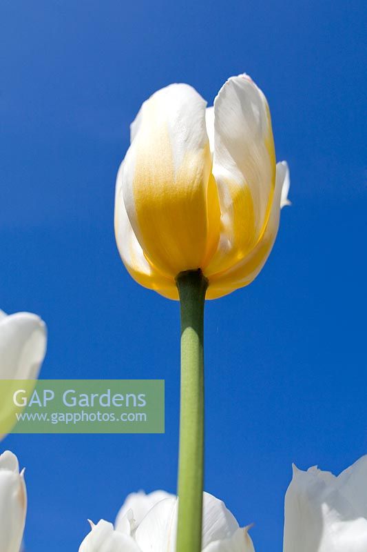 Tulipa - Tulip flowering against blue sky.