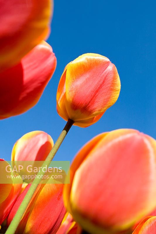 Tulipa - flowering tulips against blue sky.