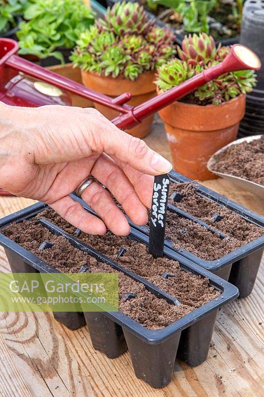 Woman adding label to newly sown Summer Savory