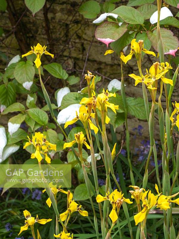 Yellow iris - Moraea huttonii growing in shade corner with Actnidia kolomikta