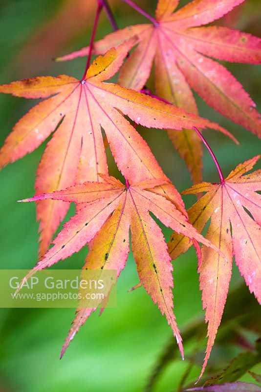 Acer palmatum - Japanese Maple 