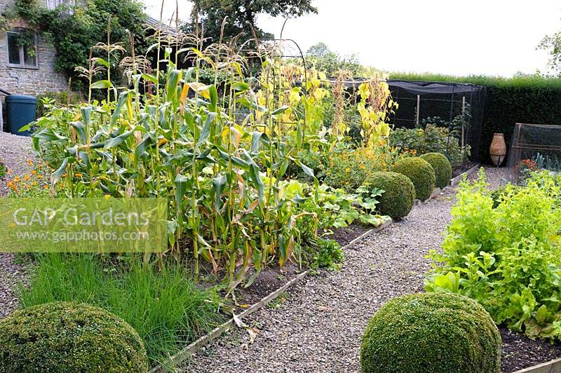 Sweetcorn growing in decorative vegetable garden. 
