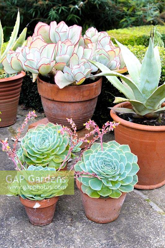 Group of terracotta pots with succulents including echeverias, agaves and Cotyledon orbiculata.