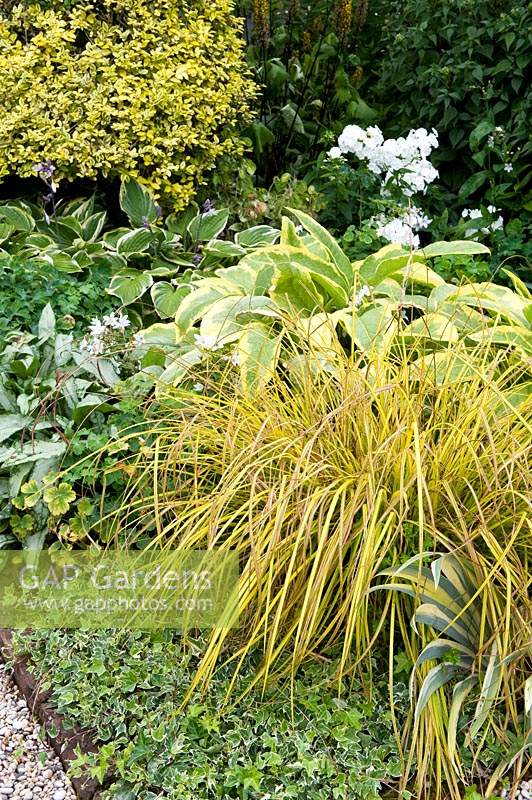Detail of mixed planting in border, including ornamental grass, hostas and Hedera - Ivy. 