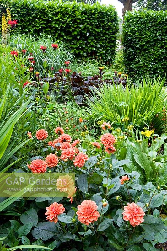 View among flowering perennials and ornamental grasses in border, including Dahlia and Monarda. 