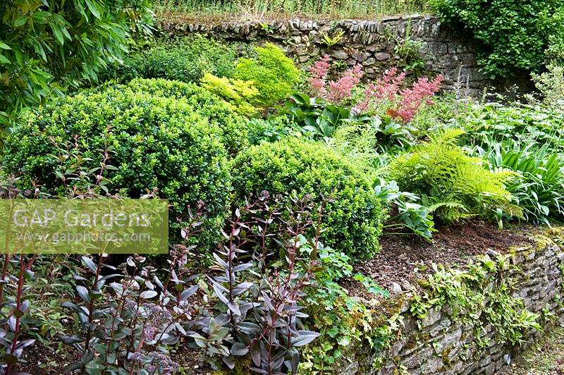 Retaining stone wall with planting of topiary box balls, ferns and flowering perennials. Bosvigo House, Cornwall, UK. 