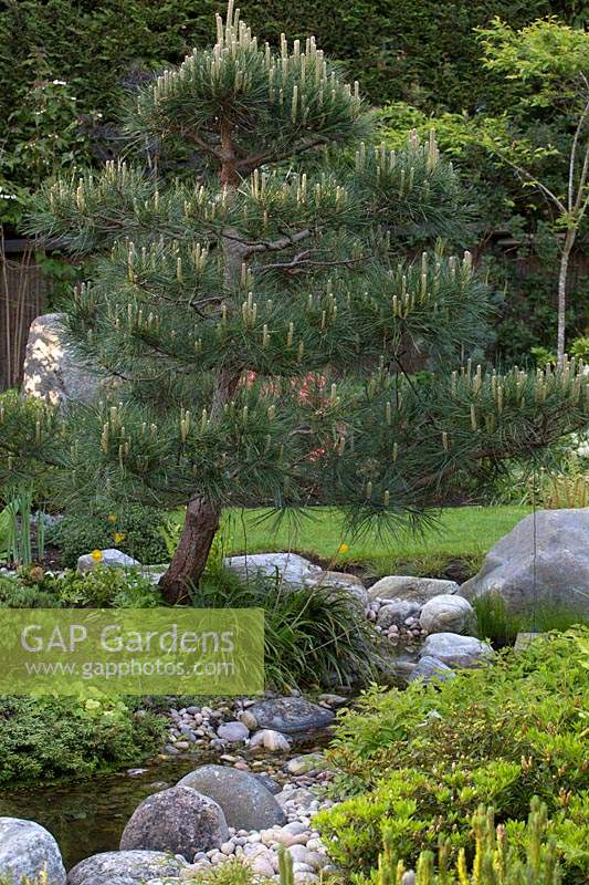 Pine growing beside pond in Japanese themed garden. 