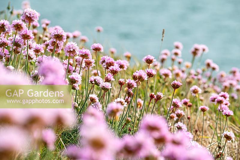 Armeria maritima - Thrift or Sea Pink flowering on the cliffs of the Dorset coast