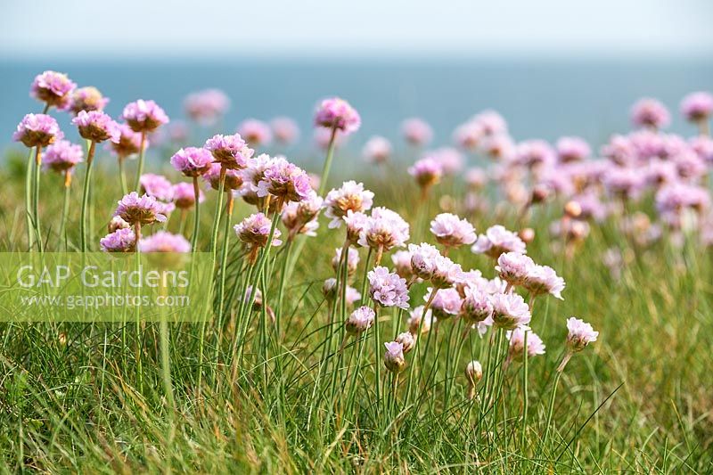Armeria maritima - Thrift or Sea Pink flowering on the cliffs of the Dorset coast, UK.