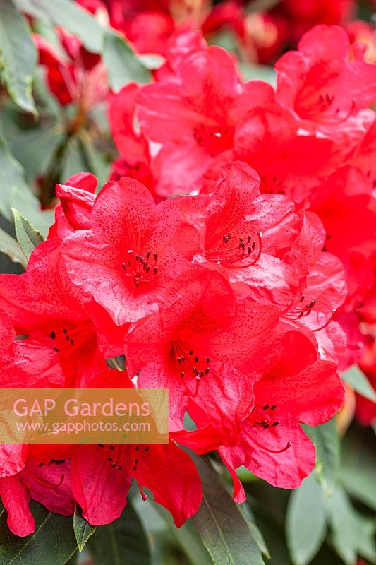 Rhododendron 'Laura Aberconway'
