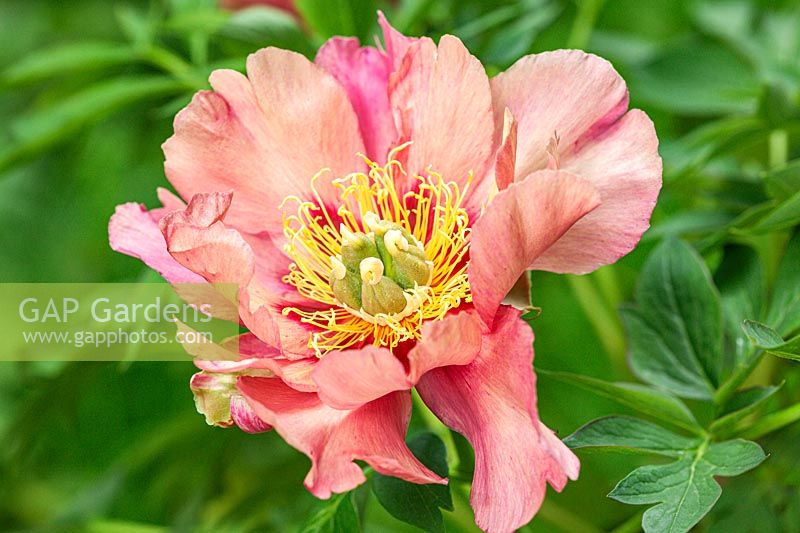 Paeonia 'Old Rose Dandy' - Intersectional Peony