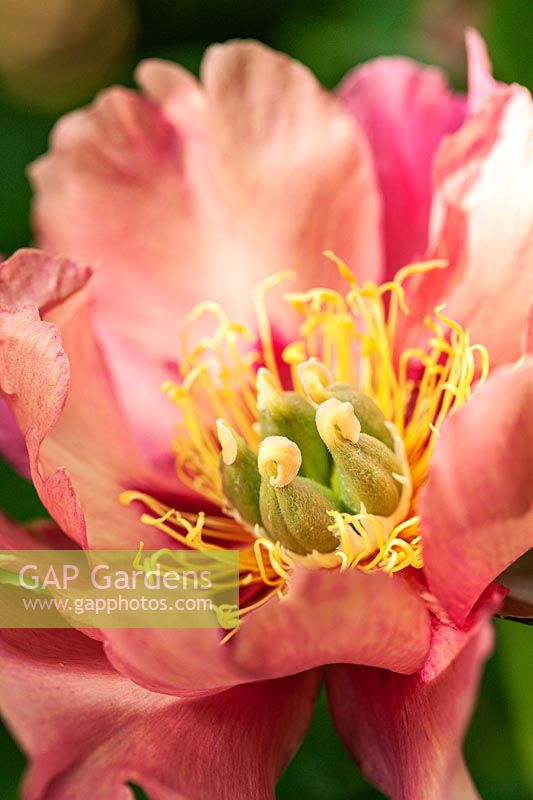 Paeonia 'Old Rose Dandy' - Intersectional Peony
