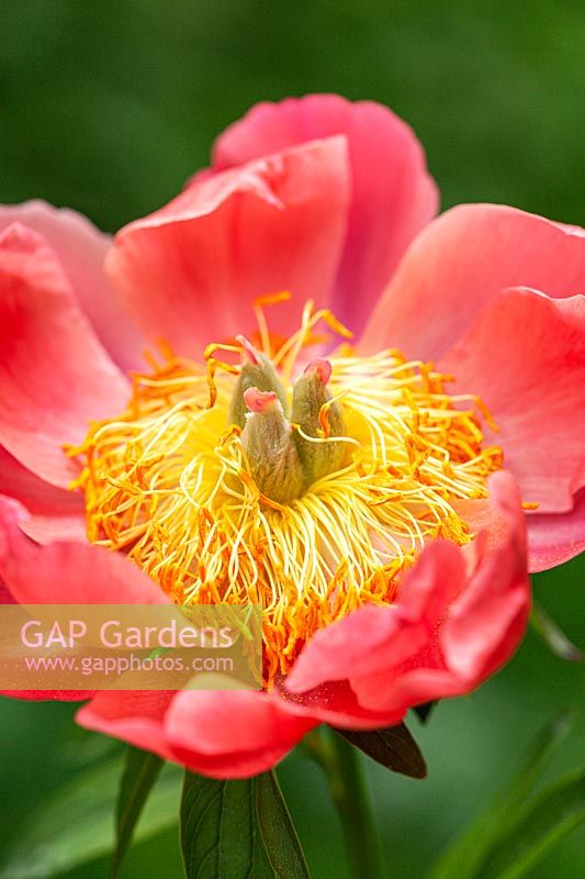Paeonia 'Coral 'n Gold'