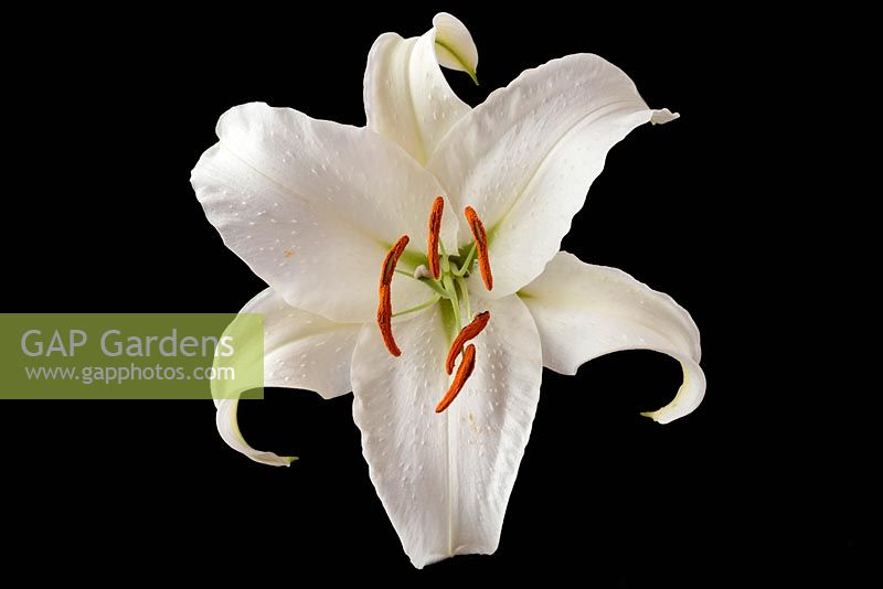 Lilium 'Casa Blanca' - Oriental Lily 'Casa Blanca' 
 