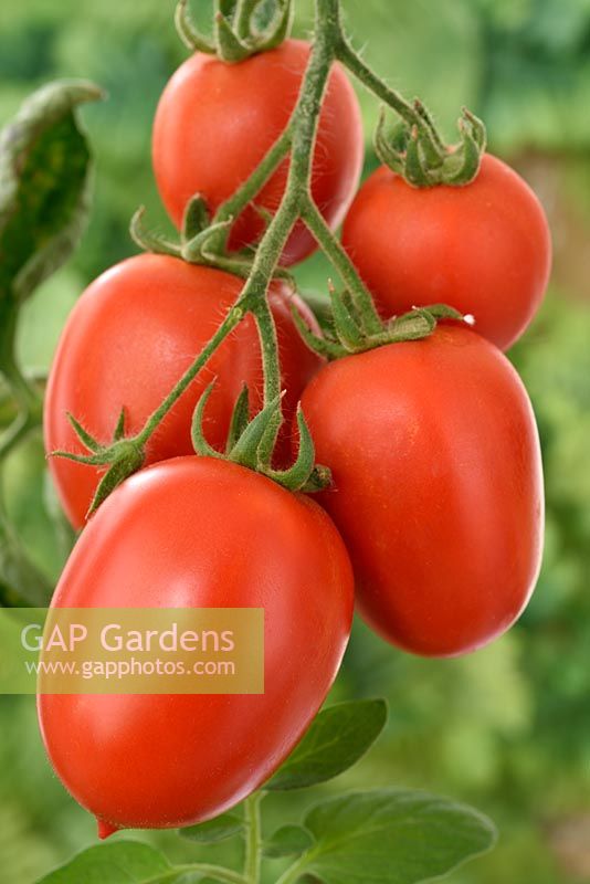 Solanum lycopersicum  'Falcorosso' - Tomato  F1 Hybrid  Syn.  Lycopersicon esculentum  