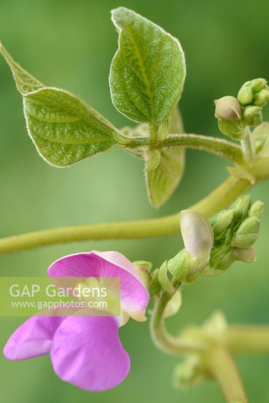 Phaseolus vulgaris 'Anellino Giallo' - Climbing bean 'Anellino Giallo'
