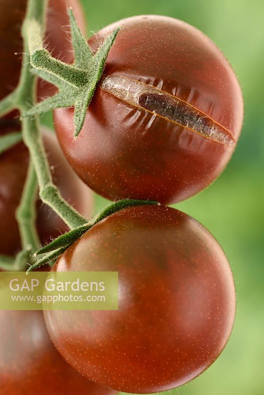 Solanum lycopersicum  - Dark cherry tomato that has split growing in greenhouse 