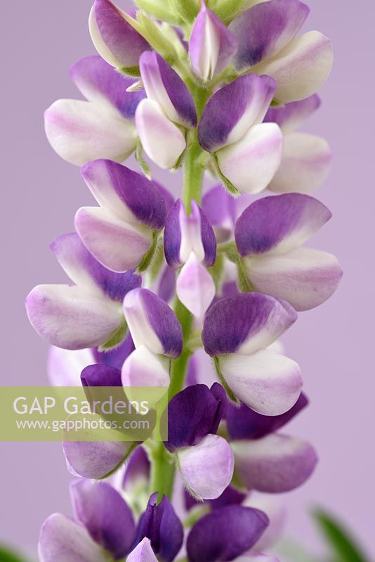 Lupinus hartwegii 'Avalune Lilac' - Lupin 'Avalune Lilac'
