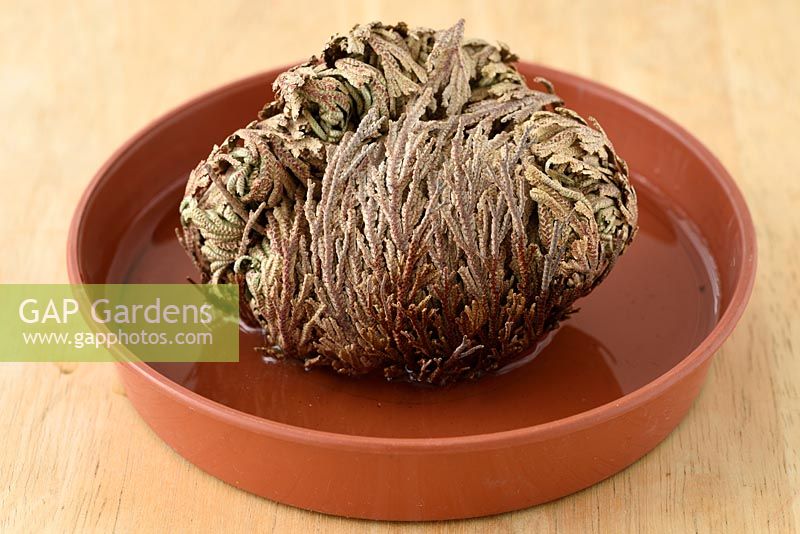 Re-hydrating Selaginella lepidophylla - Rose of Jericho Resurrection plant in a dish of water. 
