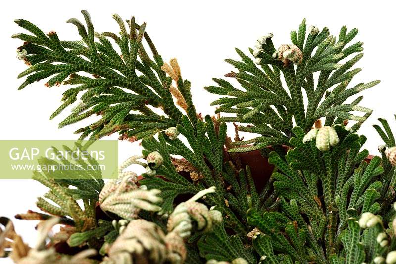 Selaginella lepidophylla - Rose of Jericho Resurrection plant - Opened out and turning green after it has been placed in water.
