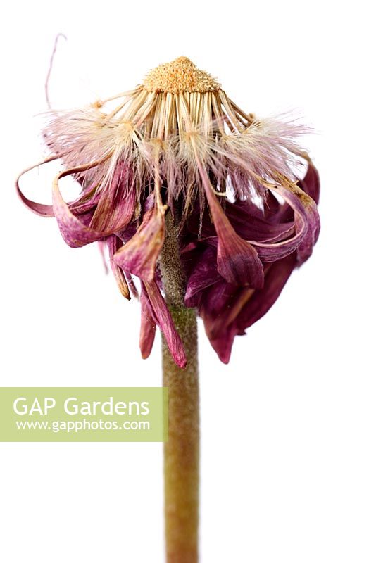 Gerbera Garvinea Sweet Dreams 'Gardreams' Garvinea Sweet Series - Seeds formed as flower dies.