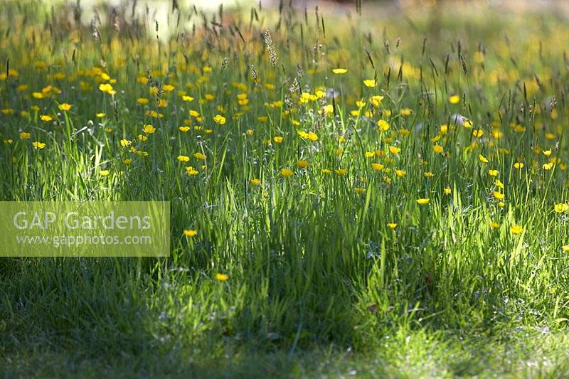 Field of Ranunculus and grasses in dappled sun