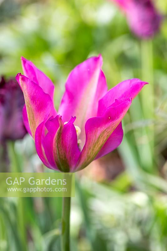 Tulipa 'Purple Dream'