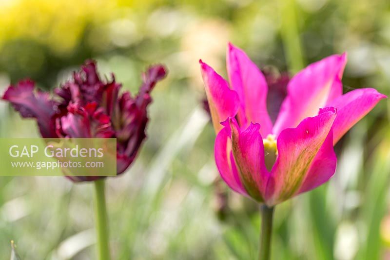 Tulipa 'Purple Dream' and 'Black parrot'