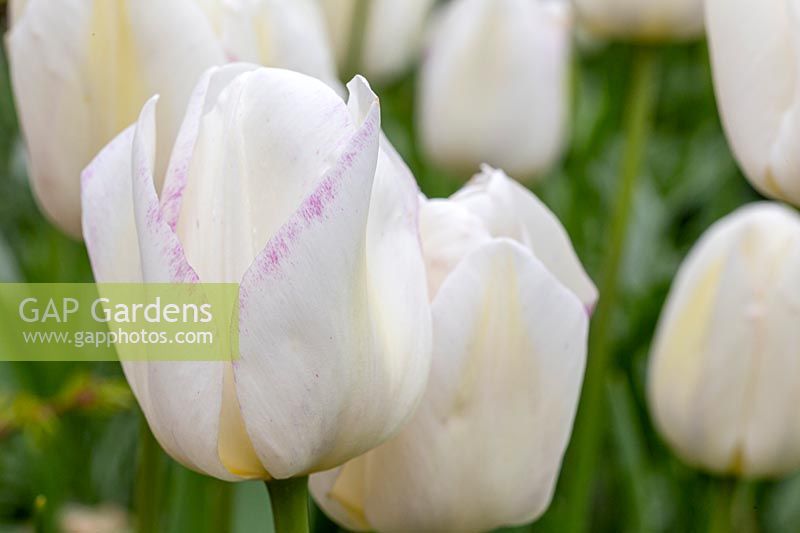 Tulipa 'White Marvel'- Tulip 'White Marvel'