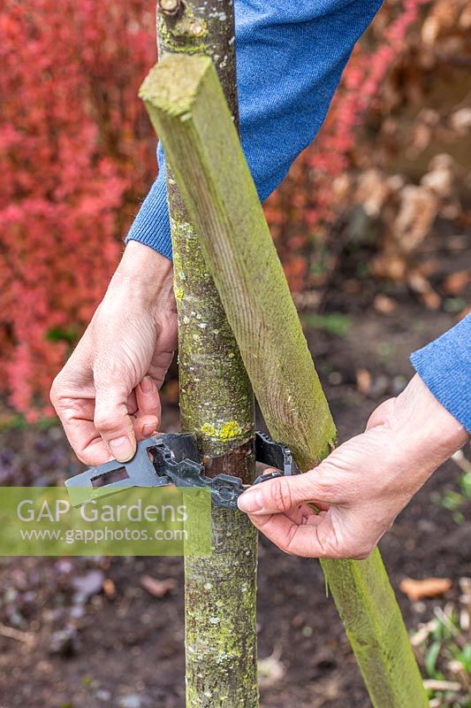 Woman removing stake from Sorbus - Rowan tree no longer requiring the support. 
