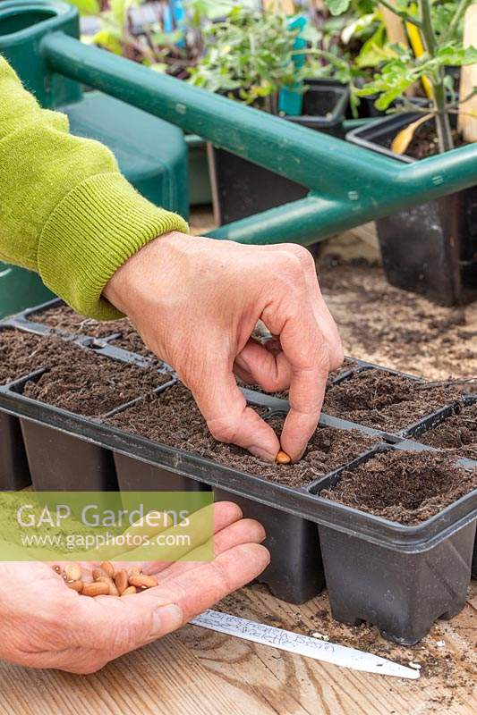 Woman placing single bean in each cell of seedtray. 
