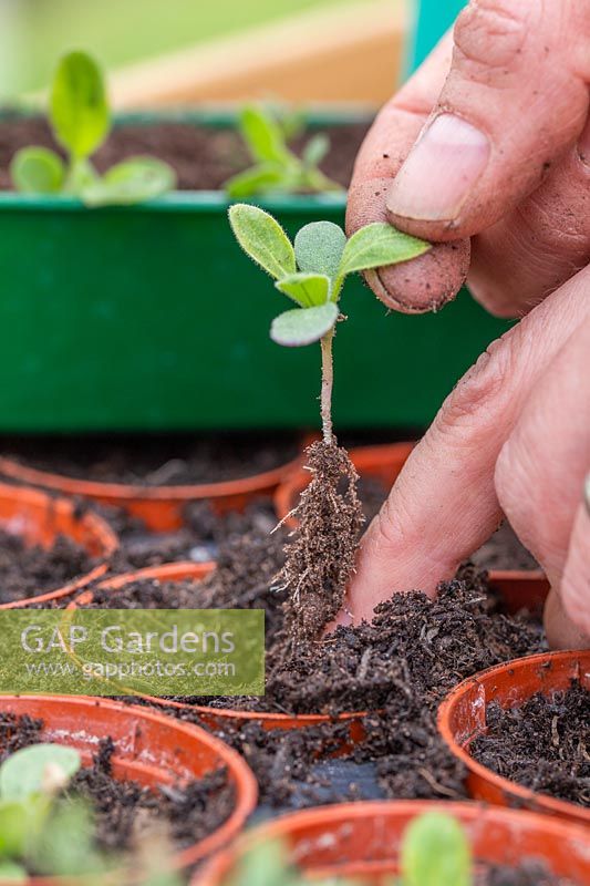 Person transplanting Hesperis seedling into plastic pot, taking care to hold the seedling by the leaf as not to damage the stem.