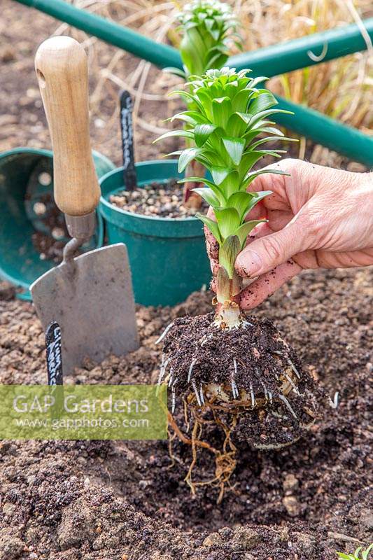 Woman planting rooted Lilium bulb in border, taking care not to damage the root system