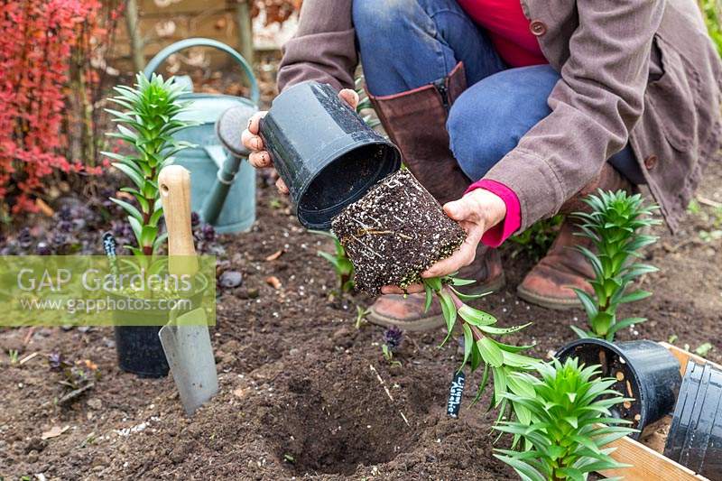 Woman carefully removing the plastic pots so not to damage the root