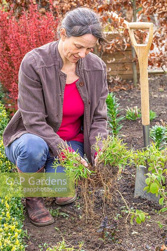 Woman holding the two split parts of a divided Penstemon 'Sour grapes'