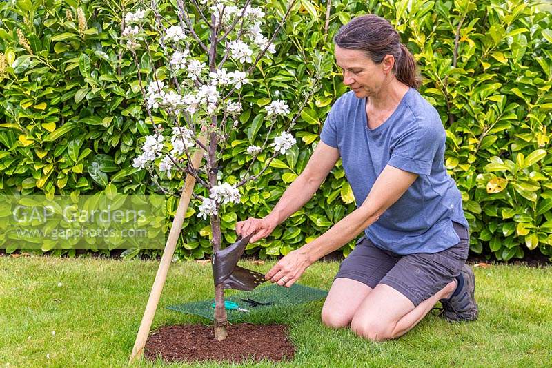 Woman removing spiral tree guard