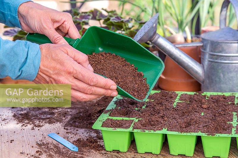 Woman covering sown Calendula seeds with thin layer of compost. 