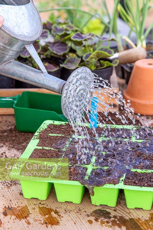 Woman watering the newly sown Calendula seeds using a watering can. 