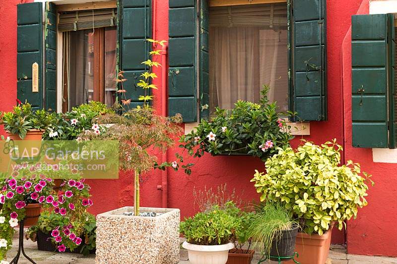 Petunia flowers and a Acer palmatum - Japanese Maple tree in front of red stucco house facade decorated with white and pink flowering spreading plants on the ledge of the windows, Burano Island, Venetian Lagoon, Venice, Veneto, Italy